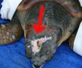Αμβρακικός: Άλλη μια θαλάσσια χελώνα σφυροκοπημένη στο κεφάλι